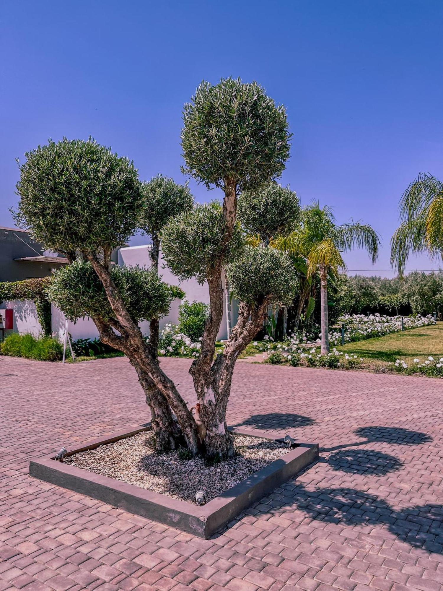 Villa Jardins D'Isa Lagouassem Buitenkant foto